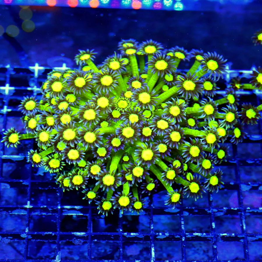 5X5 XXL ULTRA GONIOPORA-VERY VERY HARD TO GET GLITTER GONIOPORA-COLLECTORS ITEM!!