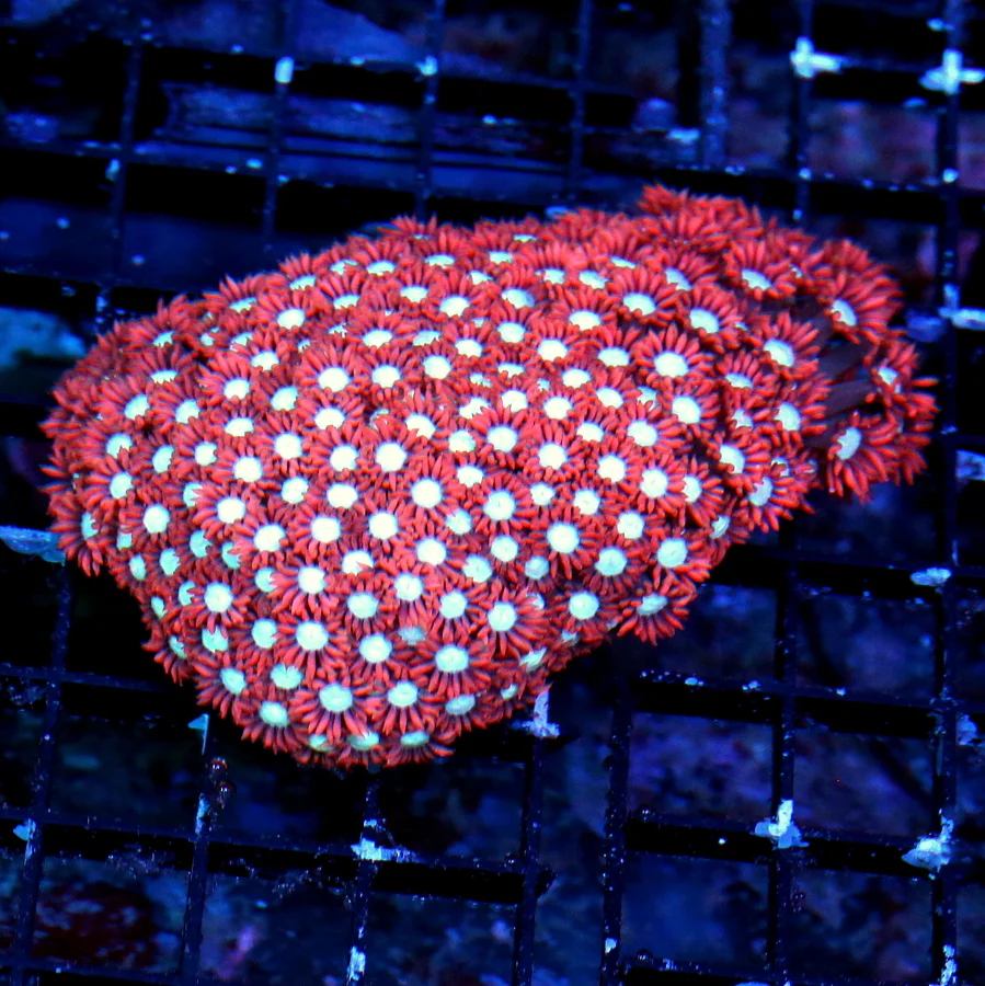5X3.5 SUPER NEON RED WHITE EYED ULTRA COLORED AUSSIE ALVEOPORA-AWESOME