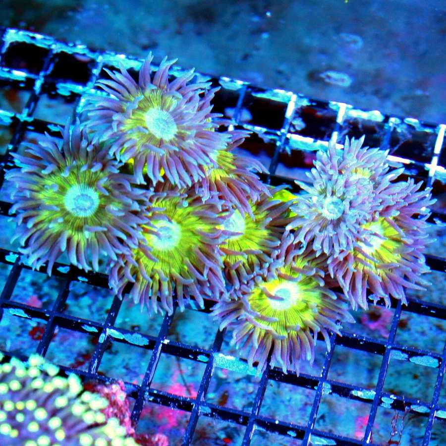 5X4 SUPER PURPLE TENTACLED NEON GREEN EYED ULTRA COLORED AUSSIE DUNCANSAMNIA