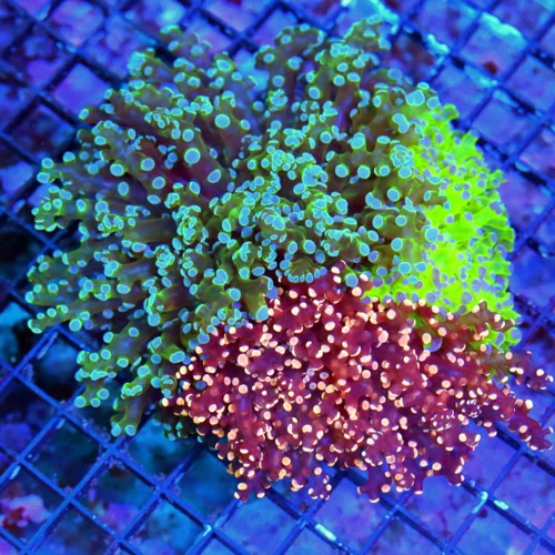 WYSIWYG 6X6 COMBO ULTRA GRADE 3 SEPERATE OCTOSPAWN IN ONE CORAL XXL SHOWPIECE-THIS IS INCREDIBLE!!! live coral for sale - Extreme Corals