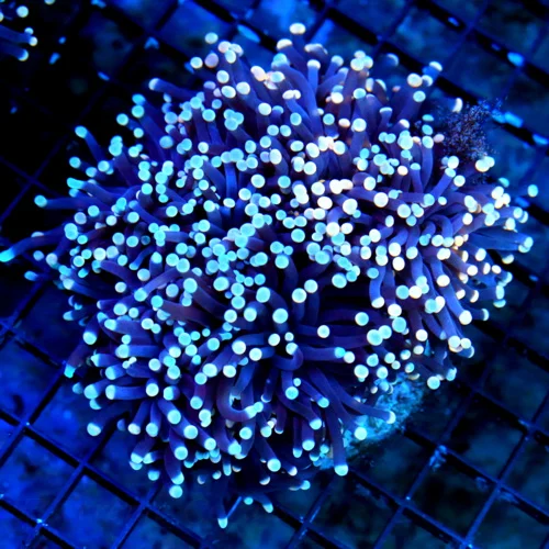 WYSIWYG 6X5 XXL CENTERPIECE IF YOU ARE LOOK FOR A VERY VERY RARE SHOWPIECE THIS IS IT COMBO PINK TIPPED BLUE live coral for sale - Extreme Corals