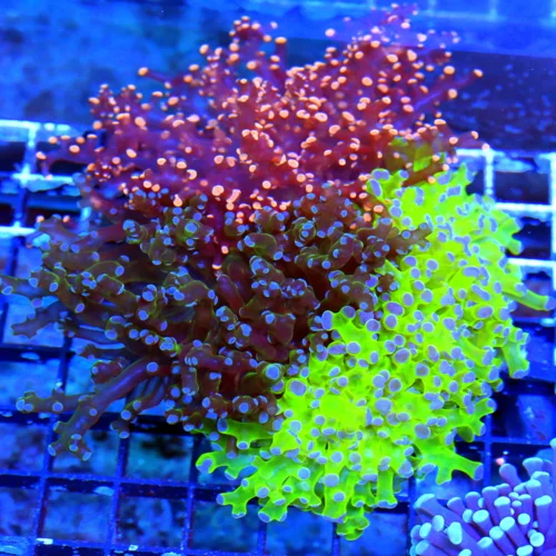 WYSIWYG 6X5 COMBO ULTRA GRADE 3 SEPERATE OCTOSPAWN IN ONE CORAL XXL SHOWPIECE-THIS IS INCREDIBLE!!! live coral for sale - Extreme Corals