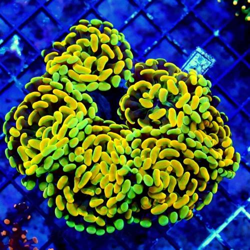 WYSIWYG 5.5X5 XXL GREEN AND ULTRA HOME DEPOT ORANGE VERY VERY SPECIAL COLORED XXL BRANCHING HAMMER-COLLECTOR live coral for sale - Extreme Corals