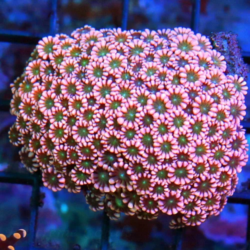 WYSIWYG 3" SCREAMIN NEON NOEN PINK GREEN JEWELED EYED ULTRA COLORED AUSSIE ALVEOPORA live coral for sale - Extreme Corals