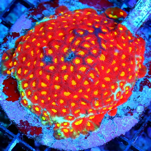 WYSIWYG 4.5X4.5 4X4 VERY VERY HARD TO GET SUPER ULTRA GRADE COLLECTORS ITEM "REVERSE FASCINATION FAVIA" EPIC live coral for sale at Extreme Corals