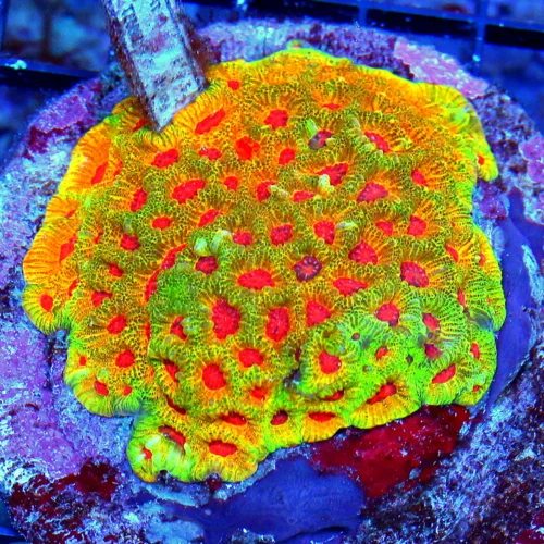 WYSIWYG 4X4 VERY VERY HARD TO GET SUPER ULTRA GRADE COLLECTORS ITEM "FASCINATION FAVIA" EPIC CORAL!! live coral for sale at Extreme Corals