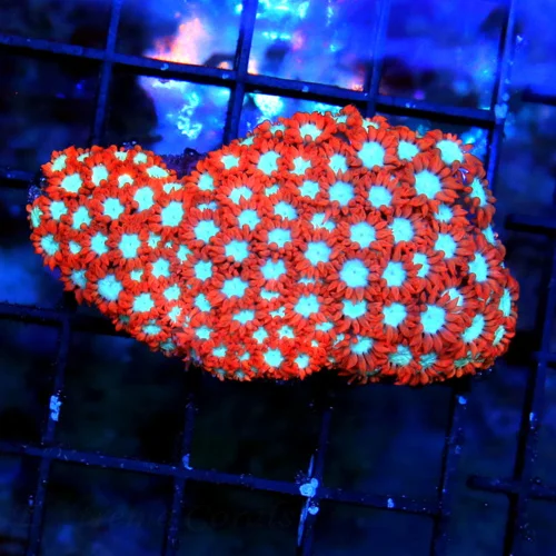 WYSIWYG 3" GLOWING BLUE EYED SUPER SUPER NEON RED ULTRA ULTRA GRADEE AUSSIE ALVEOPORA live coral for sale - Extreme Corals