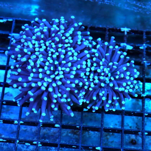 WYSIWYG 5.5X4.5 ONE OF THE RAREST COLORED TORCH ON THE MARKET "SUPER BLUEBERRY SKY" INDO SHOWPIECE TORCH-VER live coral for sale - Extreme Corals