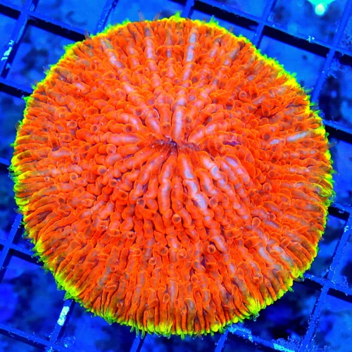 WYSIWYG 4" HANDPICKED BY SCOTT "MANGO SATURN RING" ULTRA COLLECTORS ITEM PLATE CORAL-EXTREMELY SPECIAL SPECI live coral for sale at Extreme Corals