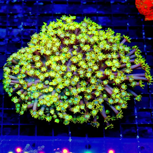WYSIWYG 6X5 XXL SUPER SUPER HIGHLIGHTER ULTRA YELLOW BLUE JEWELED EYED LONG TENTACLED INDO GONIOPORA live coral for sale - Extreme Corals