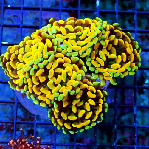 WYSIWYG 5.5X5.5 XXL GREEN AND ULTRA HOME DEPOT ORANGE VERY VERY SPECIAL COLORED XXL BRANCHING HAMMER-COLLECT live coral for sale - Extreme Corals