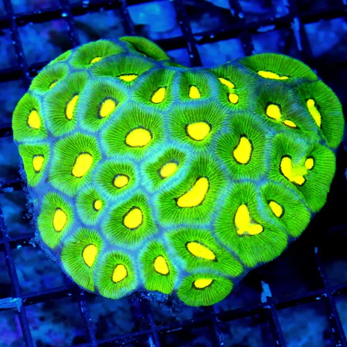 WYSIWYG 5X4 GLOW IN THE DARK NEON NEON YELLOW PREDATOR BLOOD EYED BLUE AND ULTRA GREEN SUPER COLORED FAVIA live coral for sale - Extreme Corals