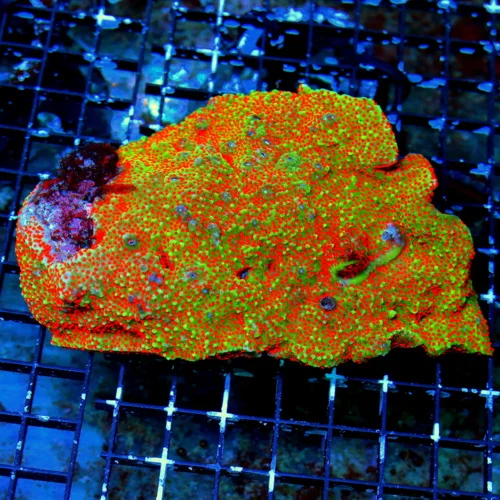 WYSIWYG 6.5X5.5 XXL CENTERPIECE "CHILI PEPPER" ULTRA GRADE HANDPICKED XXL MONTIPORA-INCREDIBLE!! live coral for sale - Extreme Corals