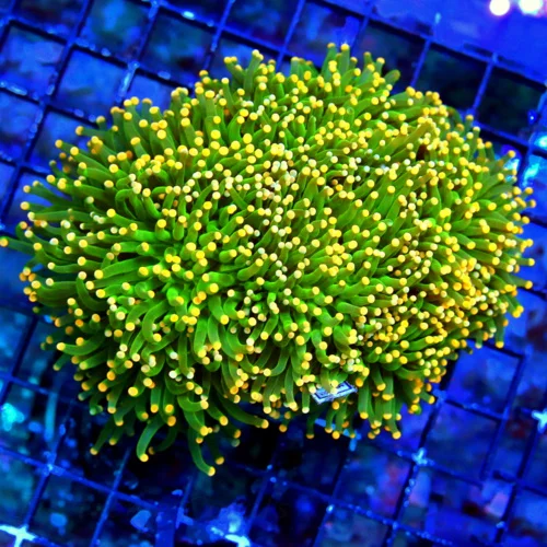 WYSIWYG 6X5 SUPER SUPER NEON ORANGE TIPPED SHOWPIECE GIANT XXL TOXIC GREEN INDO SHOWPIECE TORCH live coral for sale - Extreme Corals