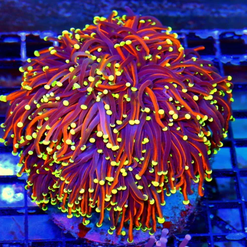 WYSIWYG 6X6 GIANT XXL CENTERPIECE "INFERNO HELLFIRE" ORANGE INDO TORCH-COLLECTORS ITEM!! HANDPICKED SPECIMEN live coral for sale at Extreme Corals