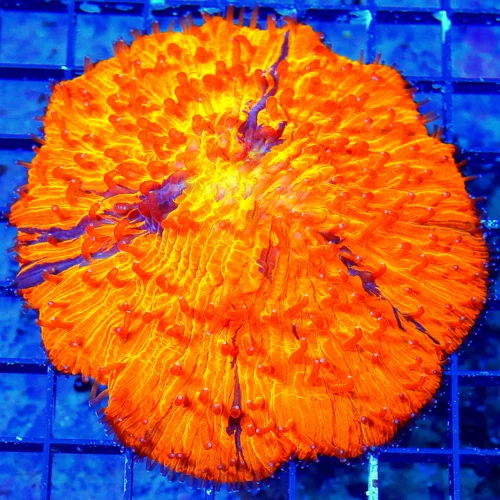 WYSIWYG 5X4 OUTSTANDING XXL SHOWPIECE INCREDIBLE GLOWING ORANGE  CRAZY STRIPED XXL SHOWPIECE PLATE CORAL!! live coral for sale - Extreme Corals