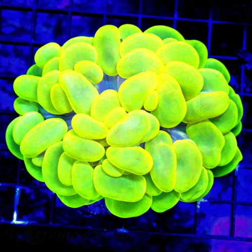 WYSIWYG 5X4 GLOW IN THE DARK NEON NEON GLOWING ULTRA TOXIC LEMON GREEN XL INDO SHOW BUBBLE live coral for sale - Extreme Corals