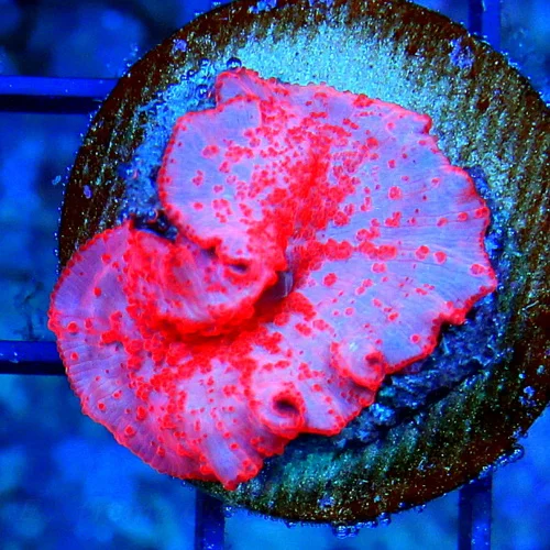 WYSIWYG SUPER COOL HARD TO GET SUPER COLORED "STRIPPER LIPS" DISCOSOMA MUSHROOM live coral for sale - Extreme Corals