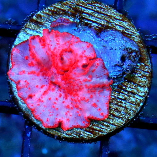 WYSIWYG SUPER COOL HARD TO GET SUPER COLORED "STRIPPER LIPS" DISCOSOMA MUSHROOM live coral for sale - Extreme Corals