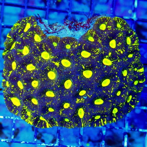 WYSIWYG 5X4.5 GLOWING YELLOW PREDATOR BLOOD EYED ULTRA COLORED SHOW GONIASTREA BRAIN!! live coral for sale - Extreme Corals