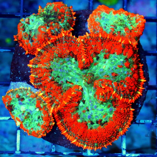 WYSIWYG 4.5X4 HANDPICKED FROM HUNDREDS VERY VERY SPECIAL COLOR AWESOME PRICE!! MUST PURCHASE RHODACTIS COLON live coral for sale - Extreme Corals