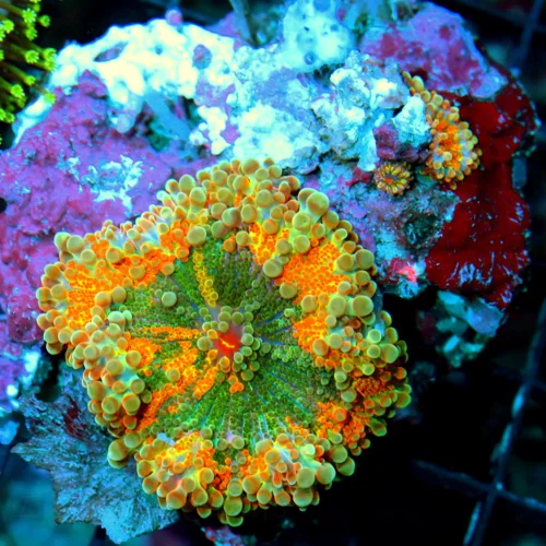 WYSIWYG 4.5X4 OUT OF THIS WORLD DEFINATE COLLECTOR ITEM COLOR MULIT POLYPED RICORDEA YUMA COLONY live coral for sale - Extreme Corals