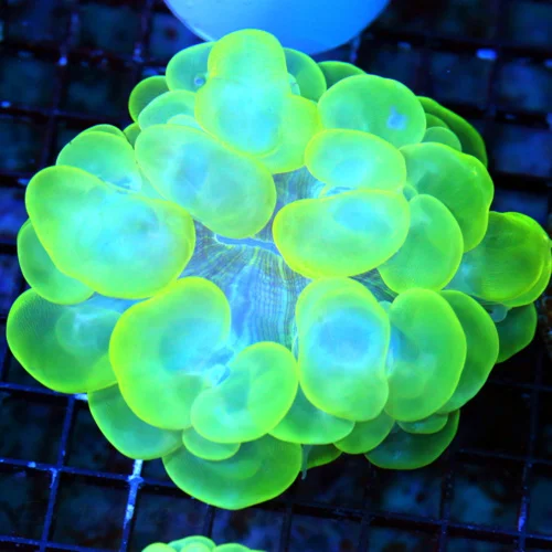 WYSIWYG 5.5X5.5 XXL OUTSTANDING COLOR!! SUPER LEMONLIME GREEN AND BLUE SUPER COLORED XXL INDO BUBBLE CORAL live coral for sale - Extreme Corals