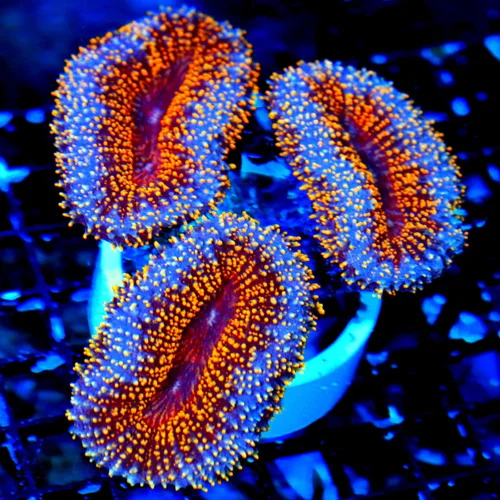 WYSIWYG 6.5X5 ONE OF THE BEST CARPET LOBOPHYLLIA I HAVE EVER SEEN!! THIS IS UBER FIRE EPIC!! live coral for sale at Extreme Corals
