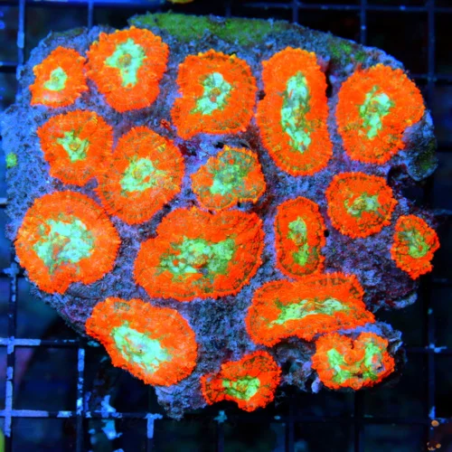 WYSIWYG 6X5 XXL CENTERPIECE RHODACTIS MUSHROOM COLONY-THIS SPECIMEN IS VERY SPECIAL AND COLOR IS SUPER INTEN live coral for sale - Extreme Corals