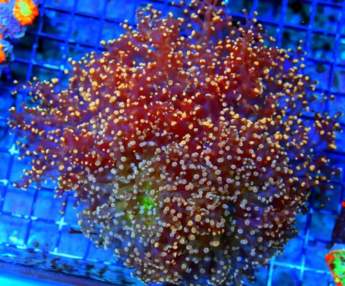 WYSIWYG 7X7 VERY VERY SPECIAL COMBO OCTOSPAWN TWO TOTALLY DIFFERENT SHOW COLOR OCTOSPAWN IN ONE CORAL 2 FOR live coral for sale - Extreme Corals