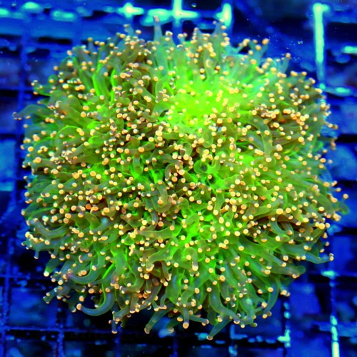 WYSIWYG 6X5 XXL OUTRAGEOUS NEON NEONORANGE TIPPED GLOWING LIME GREEN GIANT INDO TORCH CORAL-INCREDIBLE!! live coral for sale - Extreme Corals