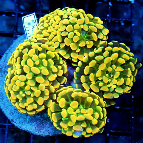 WYSIWYG 5.5X5.5 HOME DEPOT ORANGE GREEN TENTACLED ULTRA SHOWPIECE BRANCHING HAMMER-VERY SPECIAL COLOR!! live coral for sale - Extreme Corals