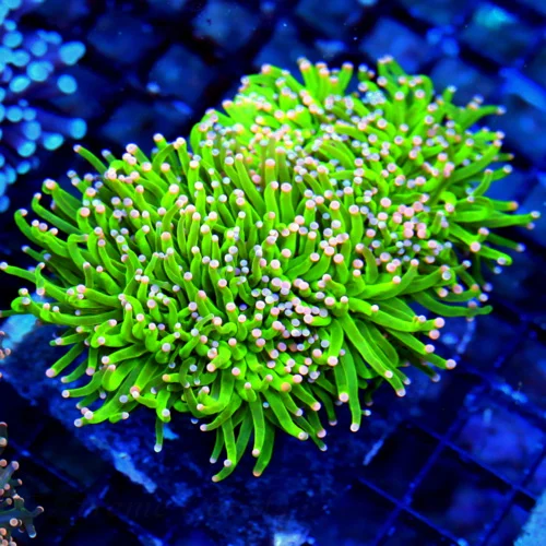 WYSIWYG 5.5X4.5 OUTRAGEOUS COLOR!! ULTRA ULTRA GRADE "CAREBEAR tORCH" THIS IS DEFINATELY A MUST PURCHASE FOR live coral for sale - Extreme Corals