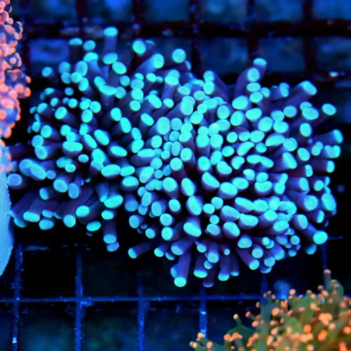 WYSIWYG 5X4 5.5X4.5 ONE OF THE RAREST COLORED TORCH ON THE MARKET "SUPER BLUEBERRY SKY" INDO SHOWPIECE TORCH live coral for sale - Extreme Corals