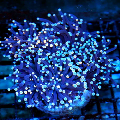 WYSIWYG 6X6 XXL CENTERPIECE IF YOU ARE LOOK FOR A  VERY RARE SHOWPIECE THIS IS IT COMBO PINK TIPPED BLUEBERR live coral for sale - Extreme Corals