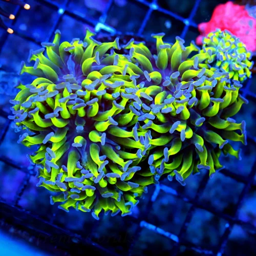 WYSIWYG 5.5X4.5 SCREAMIN NEON GREEN BLUE TIPPED BRANCHING ULTRA COLORED SHOW HAMMER COLONY live coral for sale - Extreme Corals