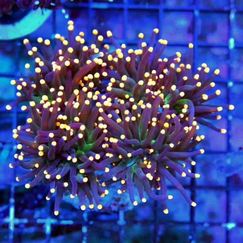 WYSIWYG 5X5 WOW WOW WOW SUPER ORANGE TIPPED "ULTRA JOKERS WILD" INDO TORCH COLLECTORS BOOK QUALITY SPECIMEN live coral for sale - Extreme Corals