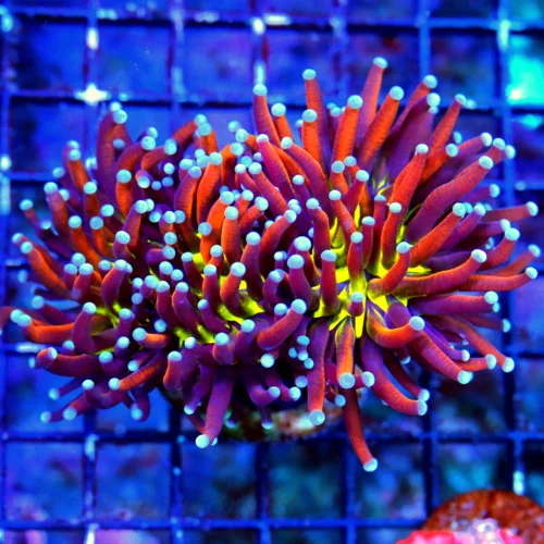 WYSIWYG 5X4 XL DOUBLE HEADED "JOKER INDO TORCH" THIS IS A SERIOUS COLLECTOR ITEM!! I GAURANTEE THIS WILL BLO live coral for sale at Extreme Corals