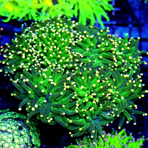 WYSIWYG 6.5X6 XXL ULTRA ORANGE TIPPED CENTERPIECE NEON NEON GREEN XXL INDO TORCH CORAL-COLOR IS BREATHTAKING live coral for sale - Extreme Corals