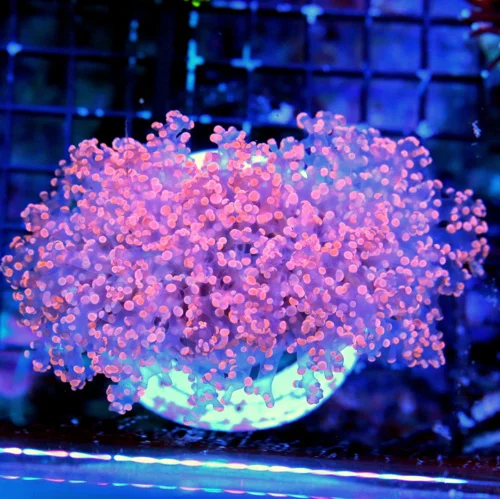 WYSIWYG 5.5X4.5 ULTRA OCTOSPAWN MY FAVORITE CORAL OF THE MONTH-THIS IS A EPIC SHOWPIECE-MUST PURCHASE FOR CO live coral for sale at Extreme Corals