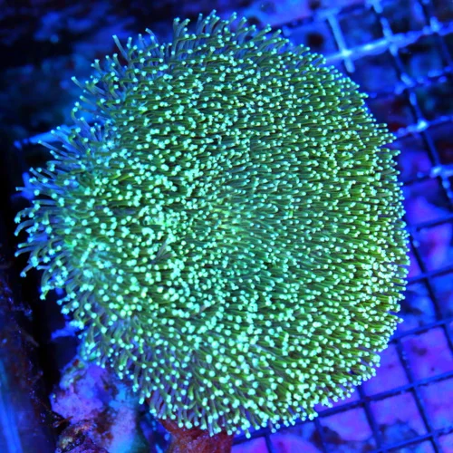 WYSIWYG 6X5 SUPER NICE LONG TENTACLED TOADSTOOL LEATHER-VERY VERY SPECIAL TOADSTOOL LEATHER live coral for sale - Extreme Corals