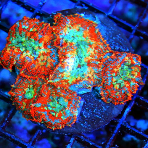 WYSIWYG 4X4 HANDPICKED FROM HUNDREDS VERY VERY SPECIAL COLOR AWESOME PRICE!! MUST PURCHASE RHODACTIS COLONY! live coral for sale - Extreme Corals