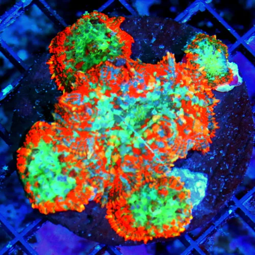 WYSIWYG 4X4 HANDPICKED FROM HUNDREDS VERY VERY SPECIAL COLOR AWESOME PRICE!! MUST PURCHASE RHODACTIS COLONY! live coral for sale - Extreme Corals