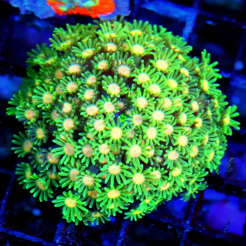 WYSIWYG 3.5X3.5 ULTRA ORANGE JEWELED EYED VERY VERY RARE COLORED GREEN ALVEOPORA-SPECTACULAR!! live coral for sale - Extreme Corals