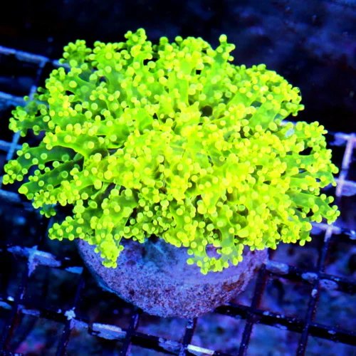 WYSIWYG 5X4 IF YOU WANT A PIECE THAT IS BREATHTAKING THIS IS IT GLOW IN THE DARK OCTOSPAWN SUPER RARE COLOR live coral for sale - Extreme Corals