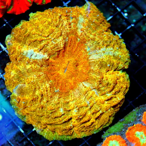 WYSIWYG 6X6 ULTRA ULTRA ORANGE SUPER COLORED ACANTHOPHYLLIA-VERY VERY NICE!! live coral for sale - Extreme Corals