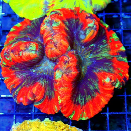 WYSIWYG 5.5X5.5 ULTRA ULTRA MUTICOLORED RAINBOW GRADE INDO XXL WELLOSPHYLLIA-SUPER SUPER EYEPOPPER!!! live coral for sale - Extreme Corals