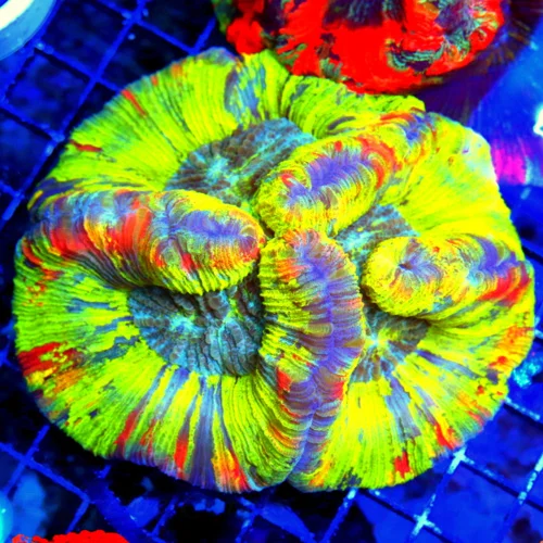 WYSIWYG 5.5X5 VERY NICEST WELLSOPHYLLIA I HAVE SEEN IN YEARS AND YEARS SUPER REARE "YELLOW MORPH" live coral for sale at Extreme Corals