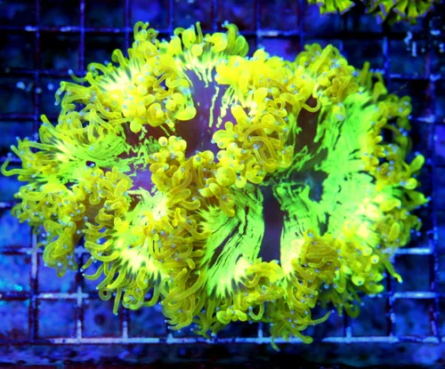 WYSIWYG 6X4 OUT OF THIS UNIVERSE SUPER SUPER YELLOW PURPLE CENTERED SHOWPIECE ELEGANCE-EYEPOPPER live coral for sale - Extreme Corals