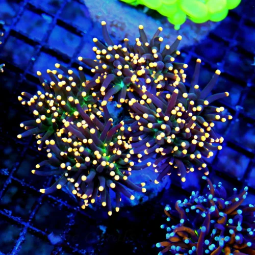 WYSIWYG 5.5X5 WOW WOW WOW SUPER ORANGE TIPPED "ULTRA JOKERS WILD" INDO TORCH COLLECTORS BOOK QUALITY SPECIME live coral for sale - Extreme Corals